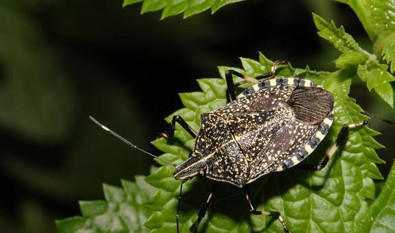 星际1战术虫族_星际1虫族战术_虫族星际战争小说