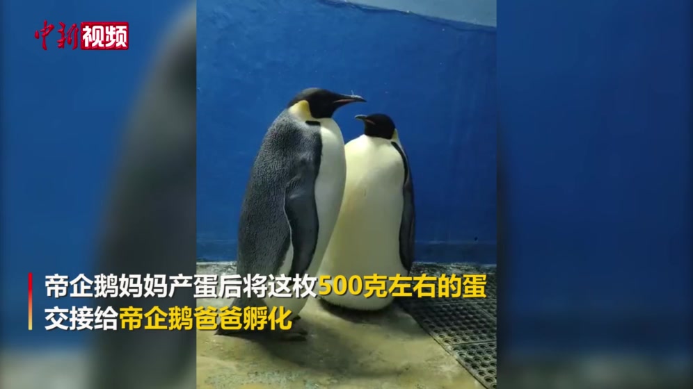 动物的规则是什么_动物规则库_动物下蛋游戏规则