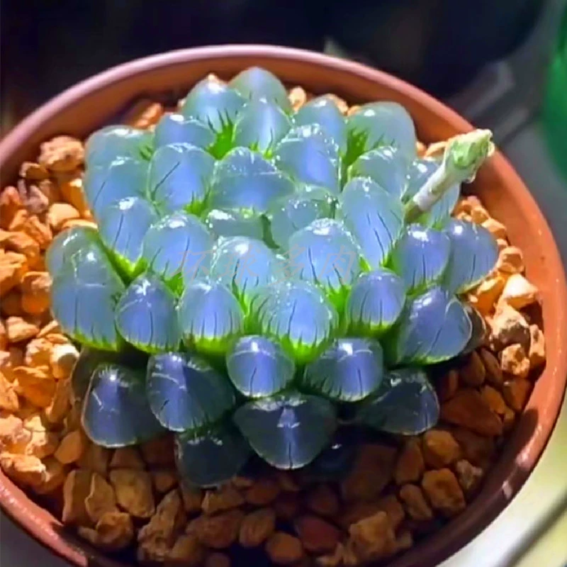 多肉植物黑王子_多肉黑王子的养殖方法_黑王子老桩多肉图片