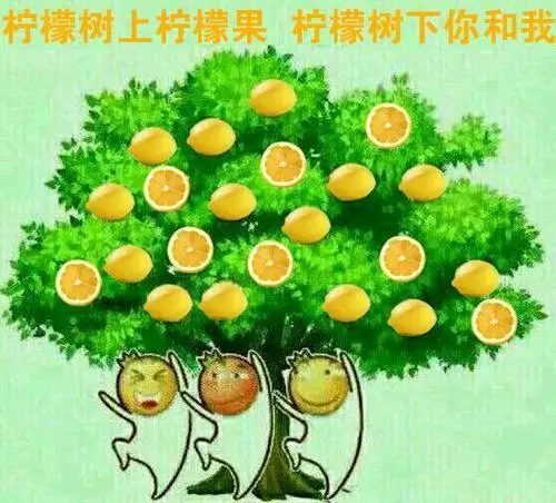 莽原上那棵野苹果树_如果树上的是你 你会怎么办_猴子上果树