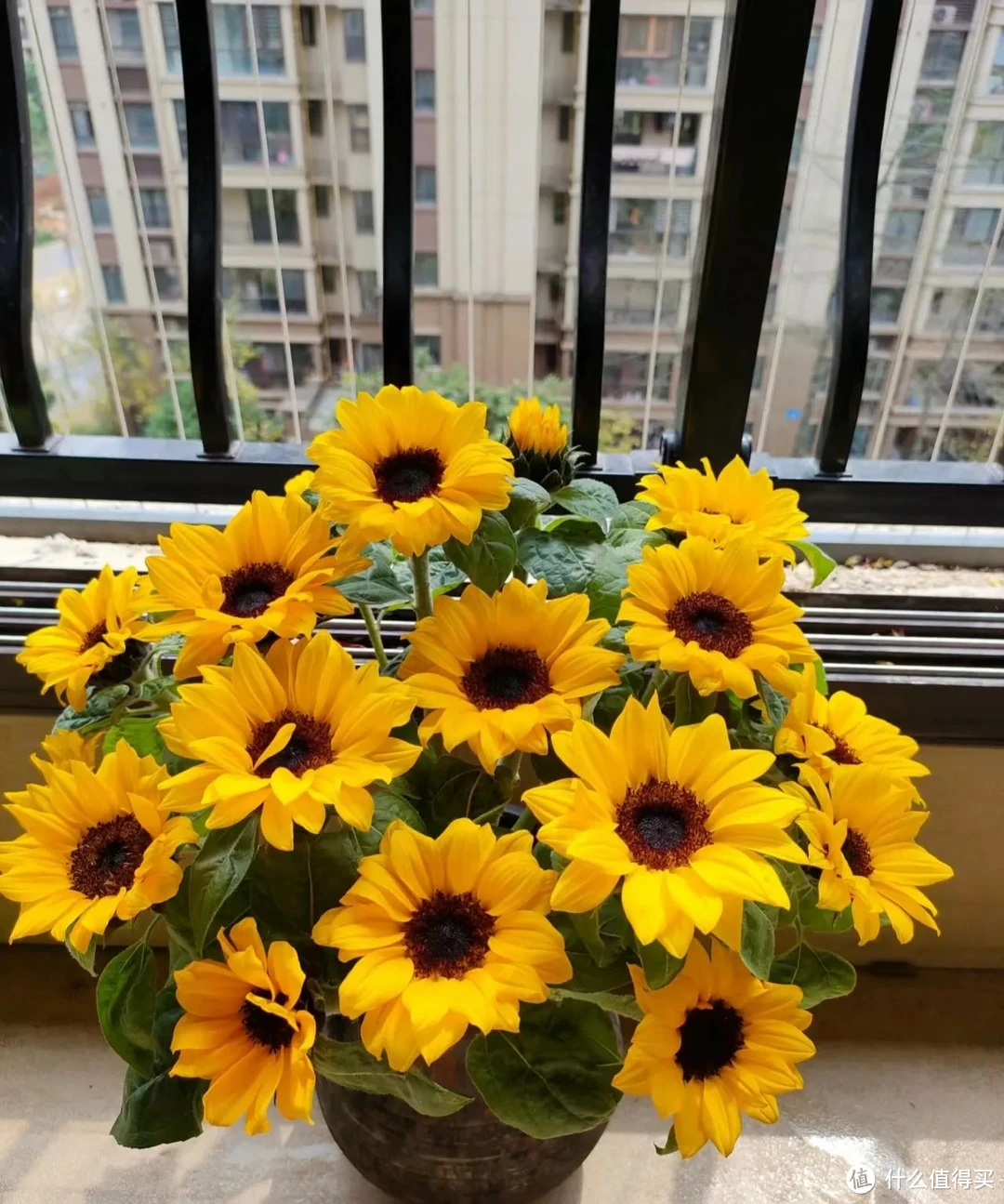 炫舞代练摘花的小号_小号炫舞代练摘花是真的吗_炫舞摘花可以顶号吗
