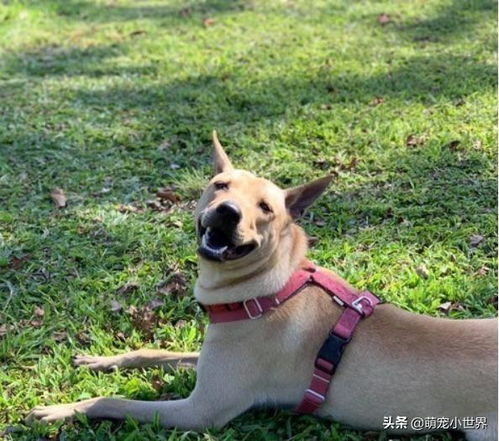 抱狗脚游戏,欢乐无限